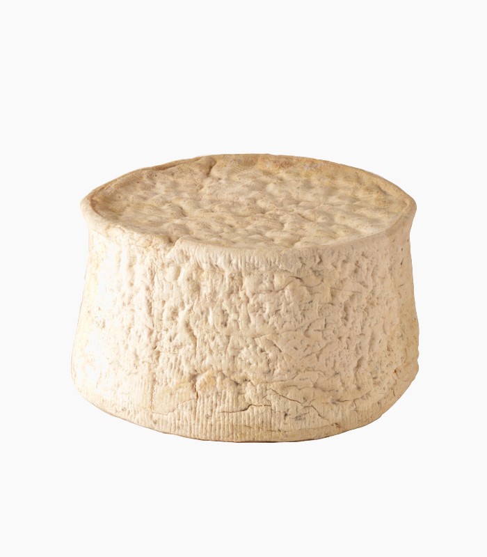 gorgonzola